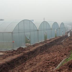 Buy cheap Multi Span Arch Plastic Film Greenhouse Tomato Strawberry Agricultural from wholesalers