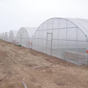 Buy cheap Support Occasion Selection Small Tomato Hydroponic Greenhouse with Designable Length from wholesalers