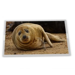 Buy cheap TM080SDH01-00 8inch TFT LCD Display Modules Gold supplier Rectangular screen Complete range of industrial screens from wholesalers