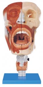 Buy cheap Environmental friendly PVC Human Anatomy Model Nasal ,Oral 113 position displayed training model product