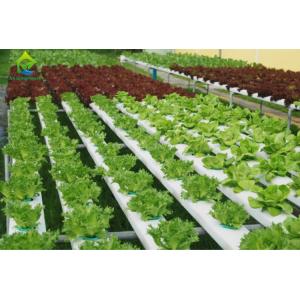 Buy cheap Environment Friendly Soilless Hydroponic System 75*50mm NFT Lettuce System from wholesalers