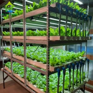 China Automated Intelligent Planting System Container Farm Multi-layer Vertical NFT Hydroponic Soilless Cultivation System on sale