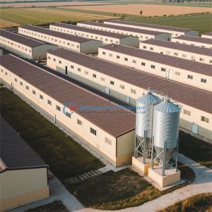 China Steel Structure Poultry Farm House for Layer Chicken House on sale