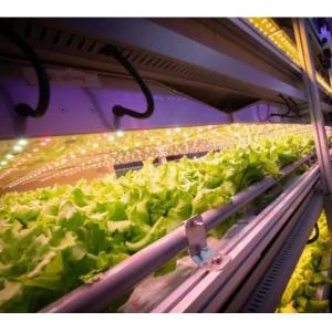 Container House for Leafy Vegetable Cultivation Hydroponics Cultivation