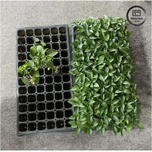 50 Cells Seeding Nursery Plug Tray Durable PS Material for Efficient Seedling