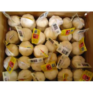 Buy cheap CHINESE GARLIC from wholesalers