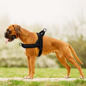Buy cheap Escape Proof Reflective Dog Harness For Walking Training from wholesalers