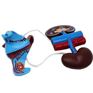 Buy cheap Pvc 23cm Human Anatomy Model Female Genitourinary Reproductive System from wholesalers