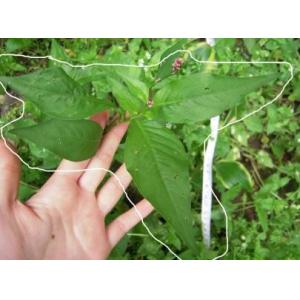 China Dibamba 98% TC/herbicide/Control of annual and perennial broad-leaved weeds and brush species in cereals on sale