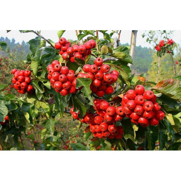 Buy cheap Chinese new harvest Hawthorn Fruit Extract,Hawthorn Extract,Hawthorn Berry Extract from wholesalers