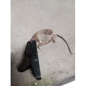 Buy cheap Function Mouse Killer Reusable Humane Snap Plastic Rat Trap for Effective Pest Control from wholesalers