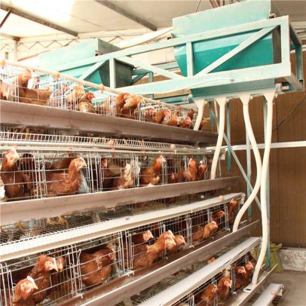 Buy cheap High Density Poultry Feeding Equipment , Broiler Automatic Feeder Energy Saving from wholesalers