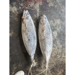 Buy cheap Purse Seine Catch 4kg Up Frozen Skipjack Whole Round Tuna Fish For Canned Use product