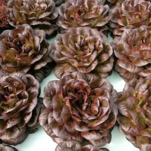 Efficiently Deep Water Culture Dwc With Planting Bench Commercial Dwc System