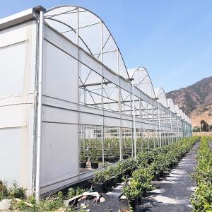 Buy cheap Poly Tunnel Greenhouse for Vegetables Stable Structure Easily Assembled from wholesalers