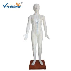 Buy cheap 178CM Acupuncture Human Body Model from wholesalers