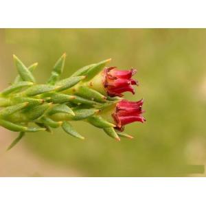 Buy cheap Rhodiola P.E. Salidroside3% from wholesalers