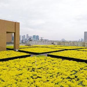 Buy cheap Plastic Tray Garden Planter for Garden Usage Terrace Roof Top Planting Made Simple from wholesalers