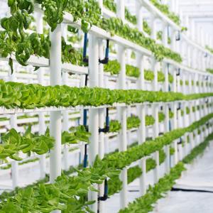 Buy cheap 8mm Float Glass Venlo Glass Greenhouse Hydroponic System Double Layer from wholesalers