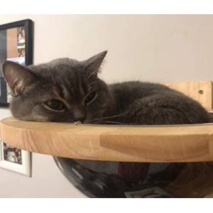 Buy cheap Mounted Wooden Cat Space Clear Capsule Sphere Cat Bed from wholesalers