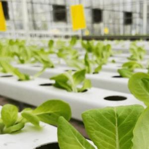 Multi-Span Greenhouse with Hydroponics and Steel Structure The Perfect