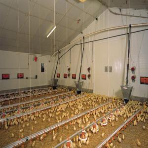 Buy cheap Automated Steel Poultry House with Fireproof Insulation product