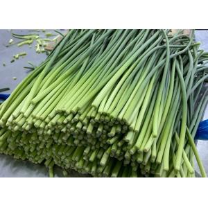 Buy cheap GLOBAL GAP 200g bundle Fresh Garlic Bolt Spout product