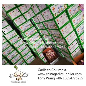 Buy cheap 2019 China garlic to Columbia. new crop with good price. from wholesalers
