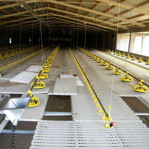 Buy cheap Complete Auto Broiler Poultry Farm System For Chicken Water from wholesalers