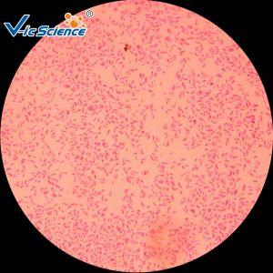 Buy cheap Commercial Custom Microscope Slides 25pcs VIC29 Thin Glass Slides from wholesalers