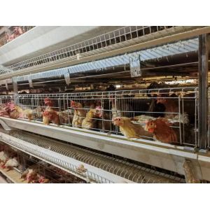 Buy cheap High Brood Survival Rate Layer Chicken Cage Multilayer Partition Structure from wholesalers