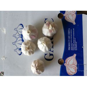 Buy cheap Garlic to Senegal with 10kg carton box.Normal white garlic export. from wholesalers