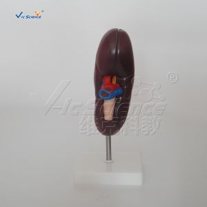 Buy cheap Medical Science Human Body Anatomy Model Human Kidney Model 20x10x7CM from wholesalers