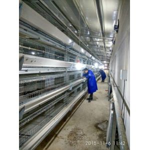 Battery Cages Are Designed As A Ventilated, Automatic Layer System With Four