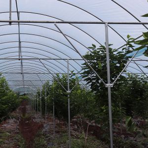 Buy cheap Large Size Multi-Span Greenhouse with PE Material for Grape and Cherry Cultivation from wholesalers