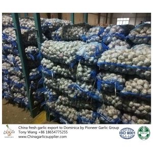 Buy cheap Garlic to Dominica with mesh bag package. from wholesalers