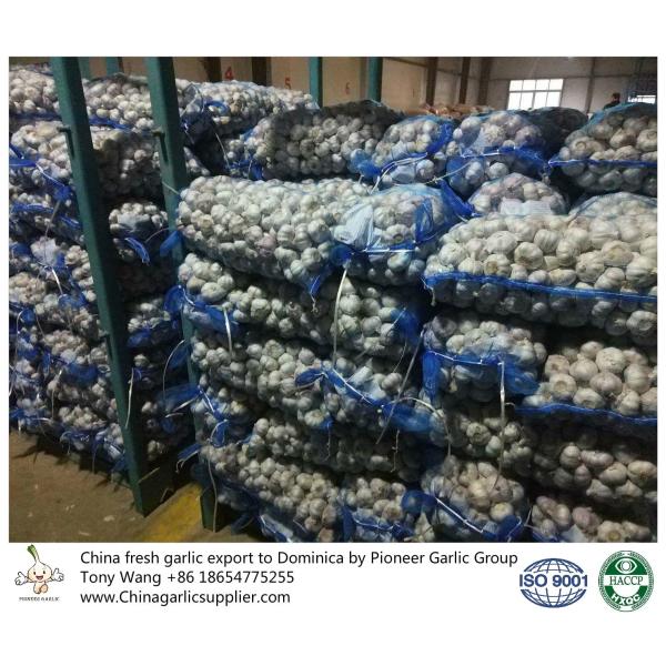 Quality Garlic to Dominica with mesh bag package. for sale
