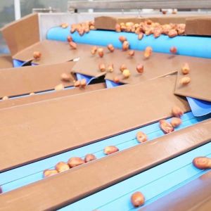 Buy cheap Advanced 8-Lane Palm Dates Sorting Machine 2.0 Tons Per Hour With MD Certificates from wholesalers