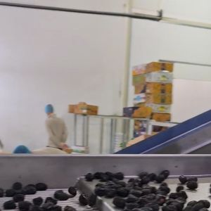 Quality Smart Dates Sorting Machine With Deep-learning Technology, 8 lanes+10 outlets, Advanced Automatic Control, high capacity 2.6 Tons per hour for sale Buy cheap Smart Dates Sorting Machine With Deep-learning Technology, 8 lanes+10 outlets, Advanced Automatic Control, high capacity 2.6 Tons per hour product