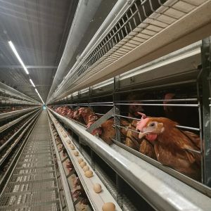 Buy cheap Egg Chicken Automatic Battery Cages Hot Galvanized from wholesalers