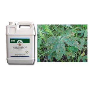 Bacillus Velezensis Biocide Robust Seedlings Large Leaves Irrigation Root Melon