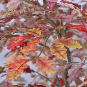 Commercial Artificial Autumn Oak Tree 280cm | Large Fall Foliage Tree for Hotel
