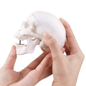 Buy cheap Medical Training 10cm Mini Human Skeleton Model , Plastic Skull Model from wholesalers