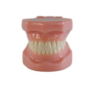 Buy cheap Dental Typedont Teeth Model For Preparation Dental Student Orthodontic Practice Model from wholesalers