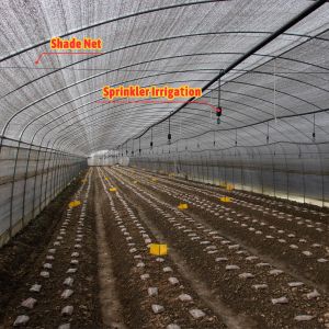 Baolida Double Layer Single Span Shade Net Greenhouse Blackout Mushroom
