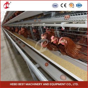 Buy cheap 120 Birds Layer Poultry Farm Cage Hot Deep Galvanized And Cold Galvanized Iris from wholesalers