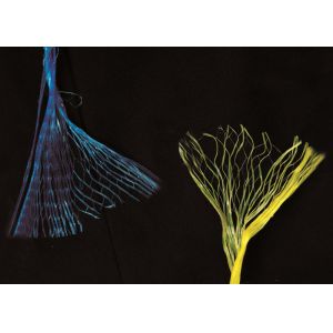 Buy cheap Polypropylene Split Film Greenhouse Tomato Trellis Twine from wholesalers