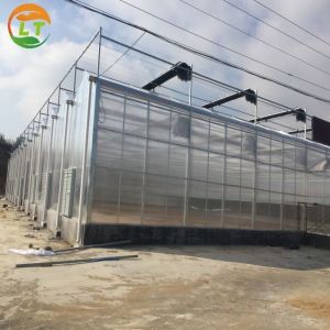 Quality Large Polycarbonate Greenhouse for Vegetable and Flower Cultivation for sale Buy cheap Large Polycarbonate Greenhouse for Vegetable and Flower Cultivation product
