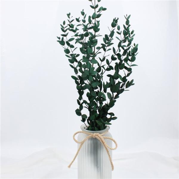 Quality Artificial Dried Eucalyptus Plant , Preserved Silver Dollar Eucalyptus for sale