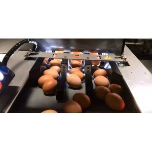 Buy cheap Industrial Chicken Egg Washing Machine Automatic Chicken Egg Processing Line from wholesalers